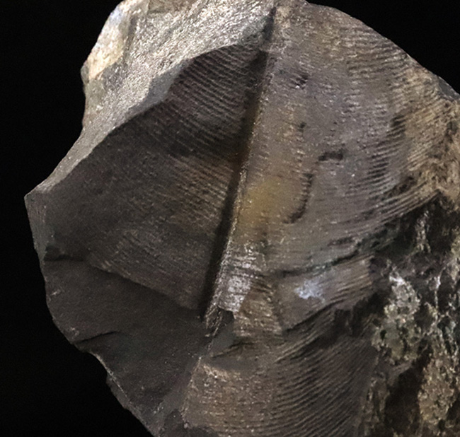 恐竜時代の植物、ニルソニア(Nilssonia)と思われる、葉脈の残る葉の化石(その2)