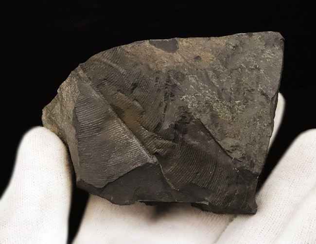 恐竜時代の植物、ニルソニア(Nilssonia)と思われる、葉脈の残る葉の化石(その3)