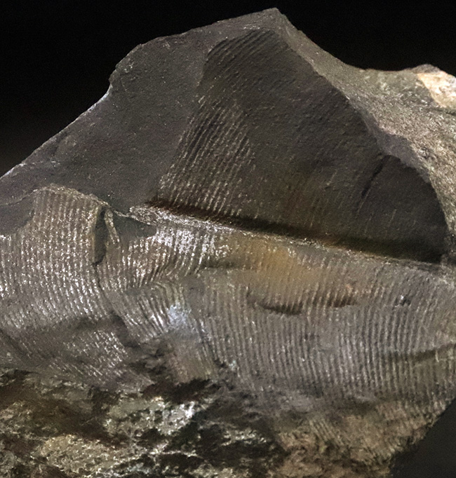 恐竜時代の植物、ニルソニア(Nilssonia)と思われる、葉脈の残る葉の化石(その4)