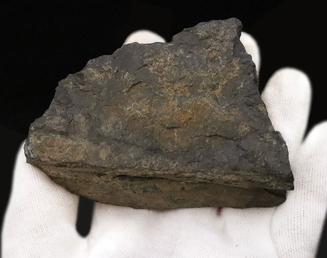 恐竜時代の植物、ニルソニア(Nilssonia)と思われる、葉脈の残る葉の化石(その5)