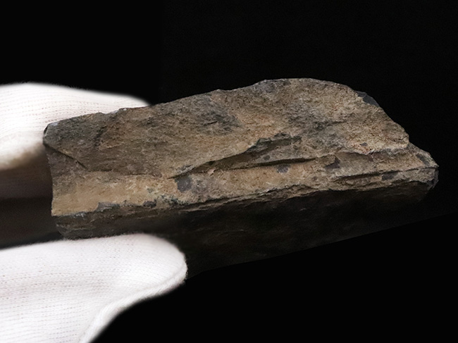 恐竜時代の植物、ニルソニア(Nilssonia)と思われる、葉脈の残る葉の化石(その6)