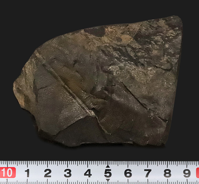 恐竜時代の植物、ニルソニア(Nilssonia)と思われる、葉脈の残る葉の化石(その7)