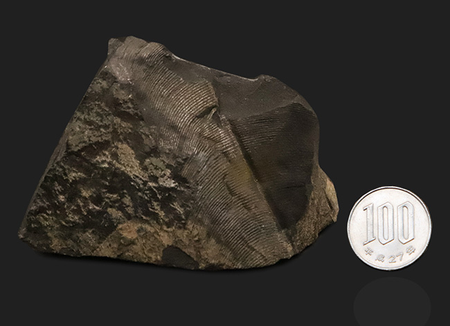 恐竜時代の植物、ニルソニア(Nilssonia)と思われる、葉脈の残る葉の化石(その8)