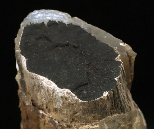 珪化木コレクター垂涎！驚きの保存状態を誇る、名産地、米国ワイオミング州エデンバレー産の珪化木（Petrified wood）（その1）