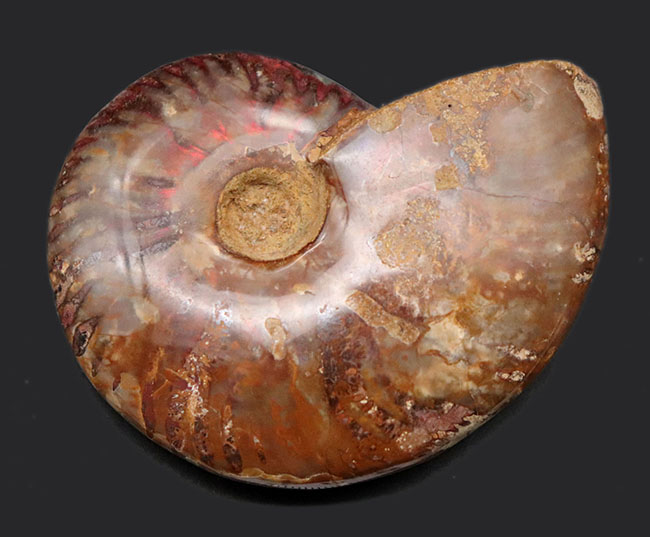 マダガスカル産の遊色アンモナイト、典型的なクレオニセラス（Cleoniceras）の化石（その1）