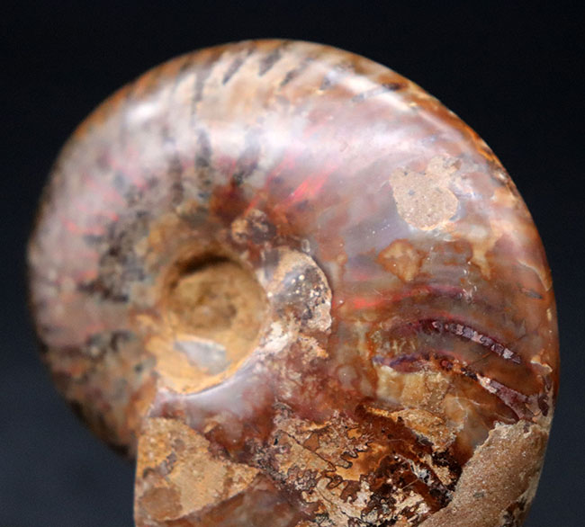 マダガスカル産の遊色アンモナイト、典型的なクレオニセラス（Cleoniceras）の化石（その3）