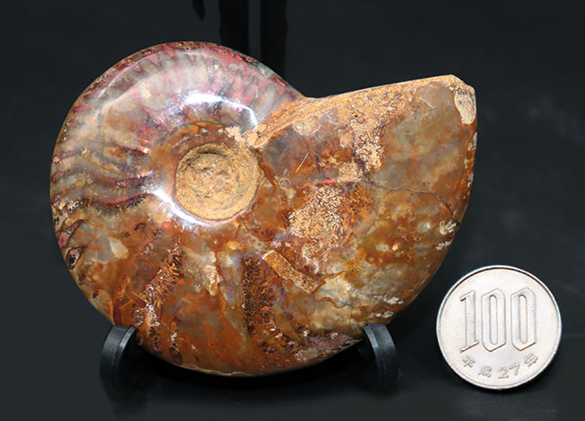 マダガスカル産の遊色アンモナイト、典型的なクレオニセラス（Cleoniceras）の化石（その8）