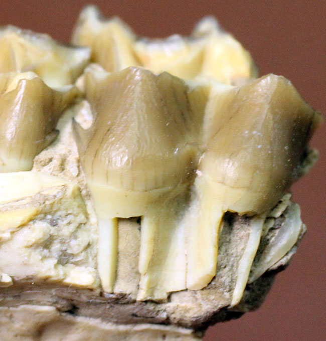 新生代の北米で生息していた絶滅ヤギ、レプタウケニア(Leptauchenia sp.)の顎(あご)の化石(その1)
