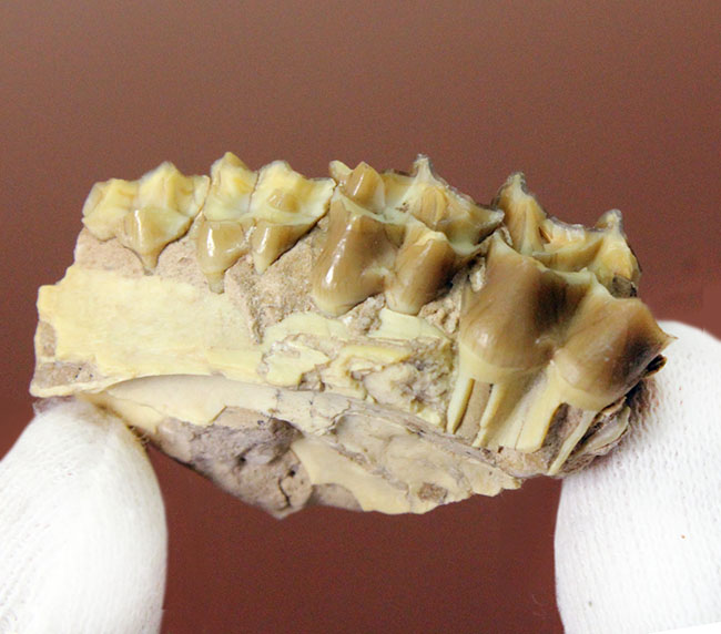 新生代の北米で生息していた絶滅ヤギ、レプタウケニア（Leptauchenia sp.）の顎（あご）の化石（その2）