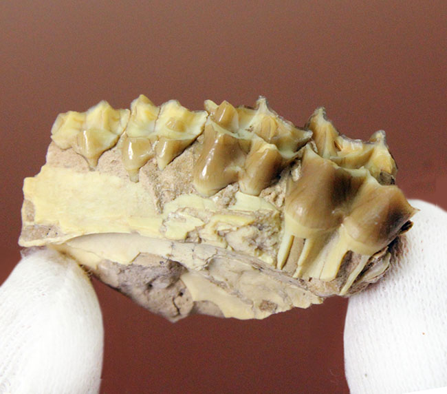 新生代の北米で生息していた絶滅ヤギ、レプタウケニア(Leptauchenia sp.)の顎(あご)の化石(その2)