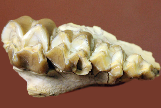 新生代の北米で生息していた絶滅ヤギ、レプタウケニア（Leptauchenia sp.）の顎（あご）の化石（その3）
