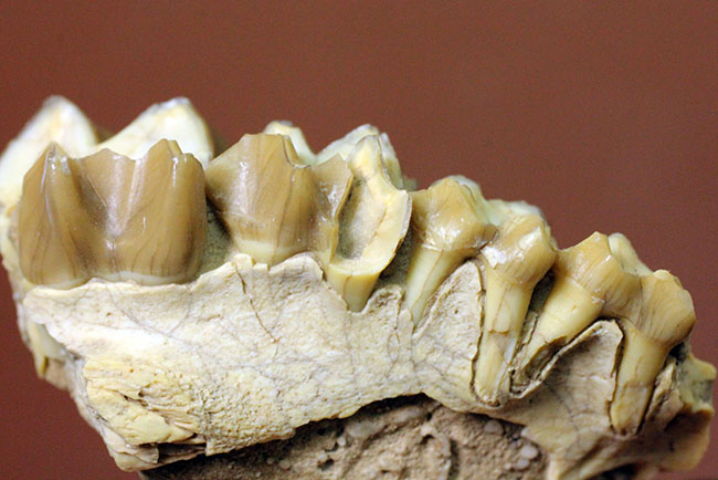 新生代の北米で生息していた絶滅ヤギ、レプタウケニア（Leptauchenia sp.）の顎（あご）の化石（その4）