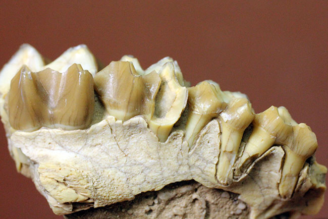 新生代の北米で生息していた絶滅ヤギ、レプタウケニア(Leptauchenia sp.)の顎(あご)の化石(その4)