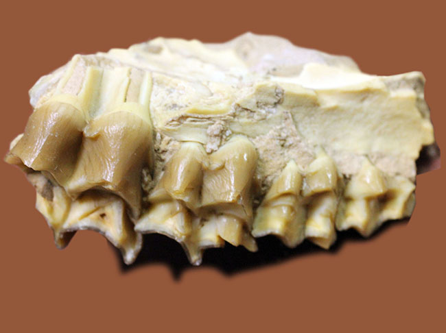 新生代の北米で生息していた絶滅ヤギ、レプタウケニア(Leptauchenia sp.)の顎(あご)の化石(その5)