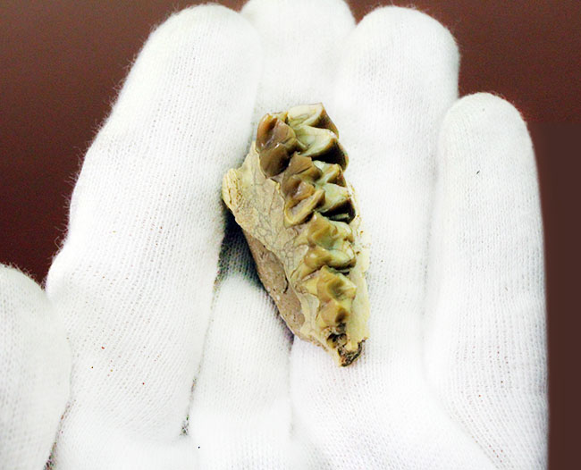 新生代の北米で生息していた絶滅ヤギ、レプタウケニア（Leptauchenia sp.）の顎（あご）の化石（その6）