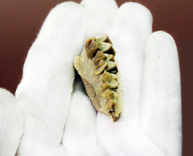 新生代の北米で生息していた絶滅ヤギ、レプタウケニア(Leptauchenia sp.)の顎(あご)の化石(その6)