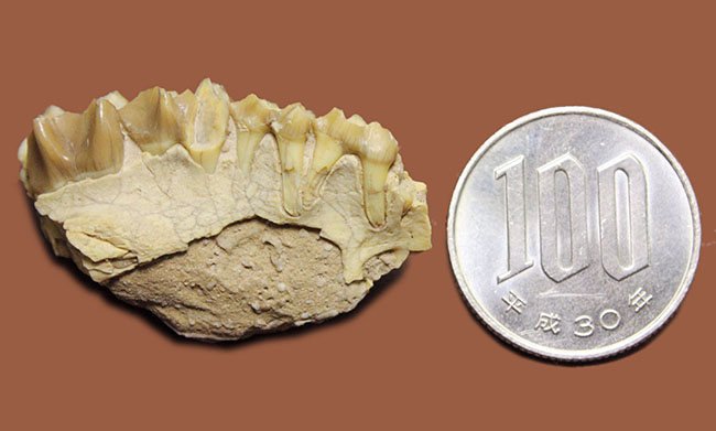 新生代の北米で生息していた絶滅ヤギ、レプタウケニア（Leptauchenia sp.）の顎（あご）の化石（その7）