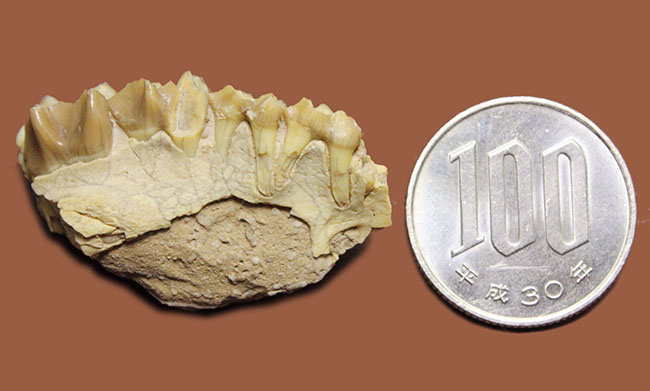 新生代の北米で生息していた絶滅ヤギ、レプタウケニア(Leptauchenia sp.)の顎(あご)の化石(その7)