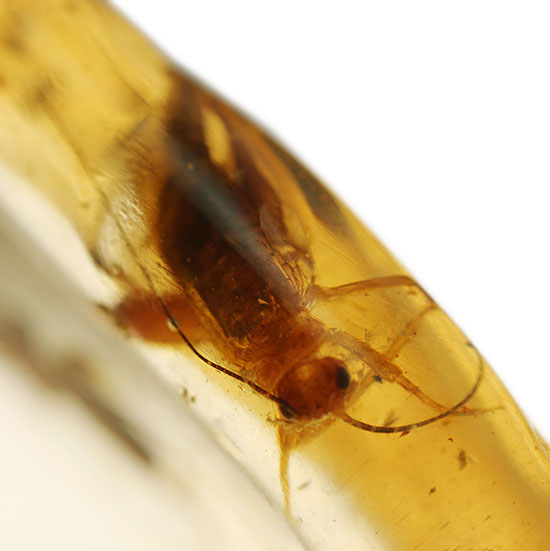 肉眼でも丸見え!大きい虫が2匹内包された、マダガスカル産虫入りコーパル(その11)