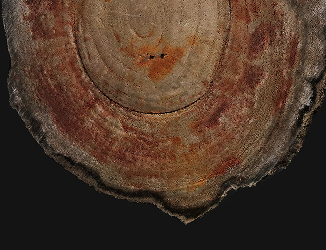 まるで生木のような質感！恐竜時代（約1億5000万年前）の珪化木