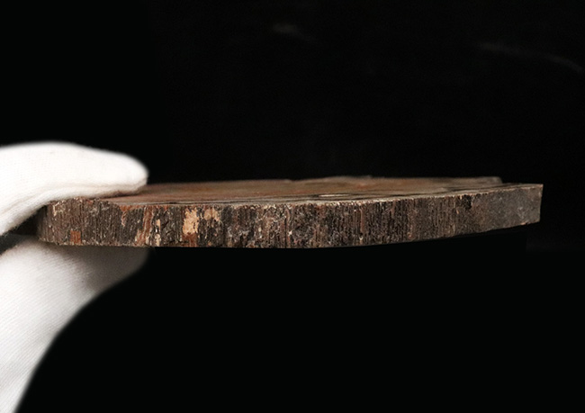まるで生木のような質感！恐竜時代（約1億5000万年前）の珪化木化石