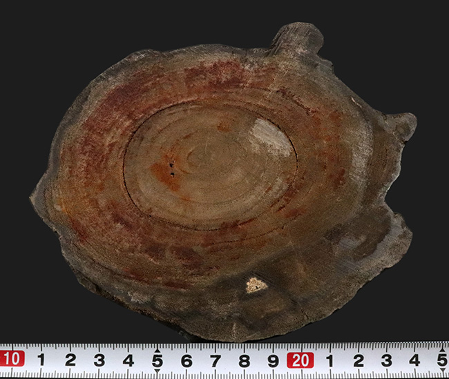 クラシック 1億5000年前の古代樹木化石（珪化木）