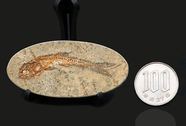 およそ１億年前の絶滅古代魚、本体直線計測４７ミリ、立派なダスティルベ（Dastilbe）（その10）