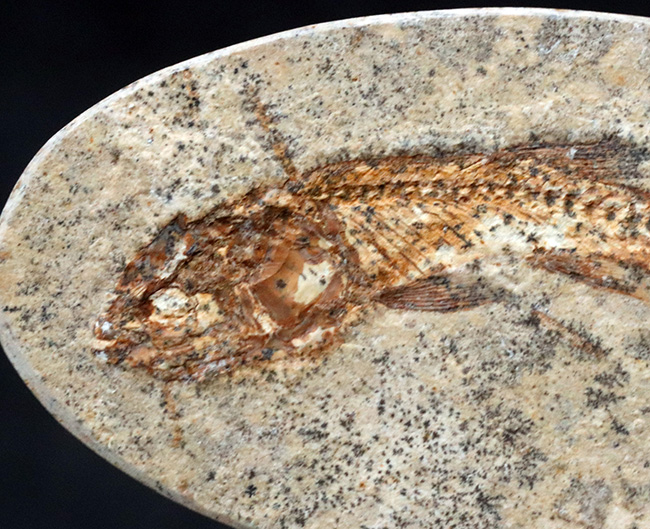 およそ１億年前の絶滅古代魚、本体直線計測４７ミリ、立派なダスティルベ（Dastilbe）（その3）