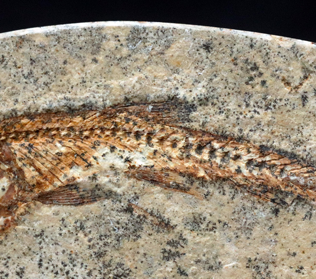 およそ１億年前の絶滅古代魚、本体直線計測４７ミリ、立派なダスティルベ（Dastilbe）（その4）