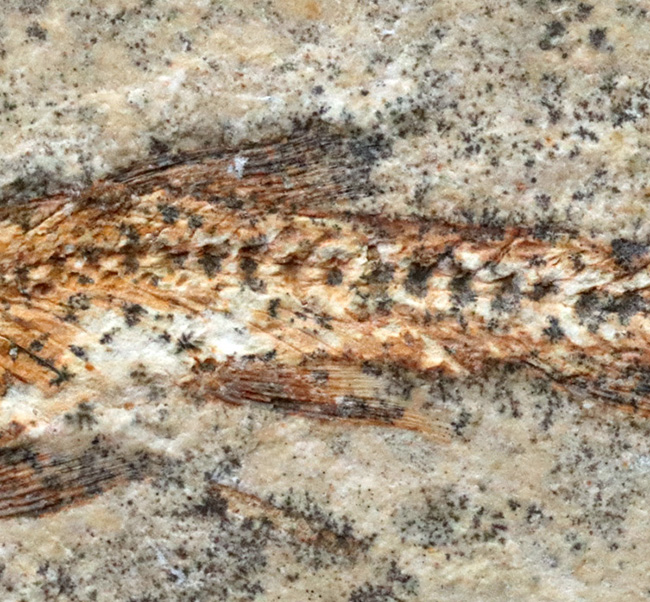 およそ１億年前の絶滅古代魚、本体直線計測４７ミリ、立派なダスティルベ（Dastilbe）（その5）