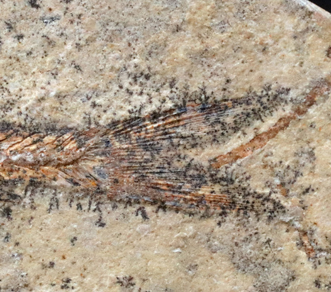およそ１億年前の絶滅古代魚、本体直線計測４７ミリ、立派なダスティルベ（Dastilbe）（その6）