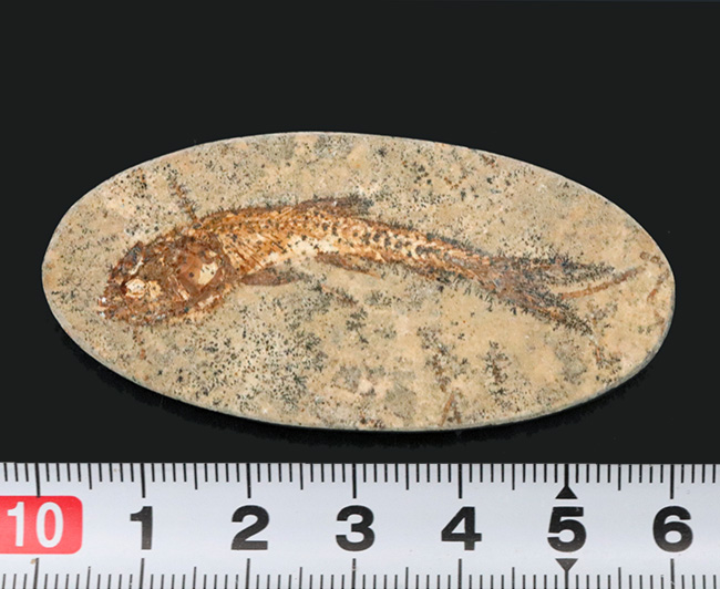 およそ１億年前の絶滅古代魚、本体直線計測４７ミリ、立派なダスティルベ（Dastilbe）（その9）