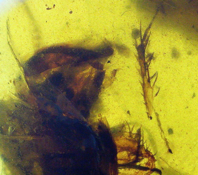 肉眼でもはっきり見える、1センチ弱の非常に大きな虫を内包した白亜紀中期の琥珀、バーマイト(Burmite)(その3)