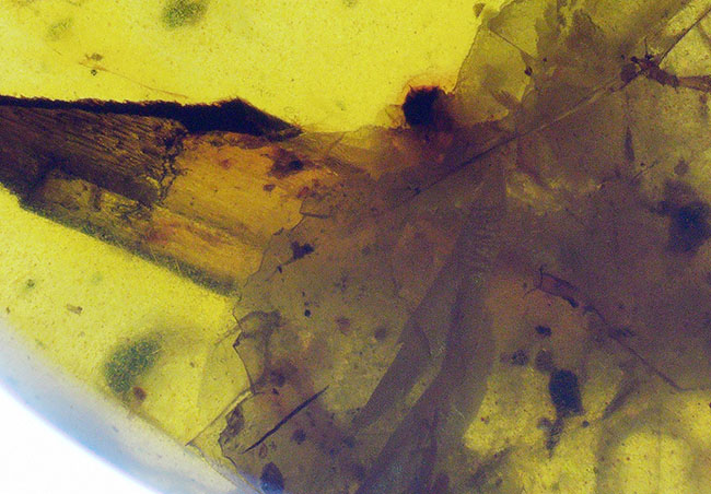肉眼でもはっきり見える、1センチ弱の非常に大きな虫を内包した白亜紀中期の琥珀、バーマイト(Burmite)(その6)