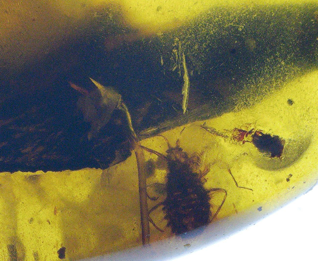 肉眼でもはっきり見える、1センチ弱の非常に大きな虫を内包した白亜紀中期の琥珀、バーマイト(Burmite)(その7)