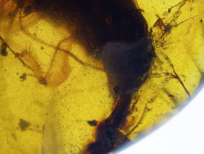 肉眼でもはっきり見える、1センチ弱の非常に大きな虫を内包した白亜紀中期の琥珀、バーマイト(Burmite)(その9)