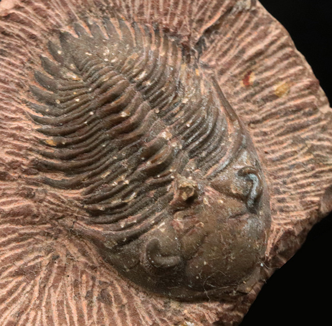 複眼のレンズまで確認可能！モロッコ産のデボン紀の三葉虫、メタカンティナ（Metacanthina）の上質化石（その1）