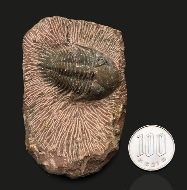 複眼のレンズまで確認可能！モロッコ産のデボン紀の三葉虫、メタカンティナ（Metacanthina）の上質化石（その11）