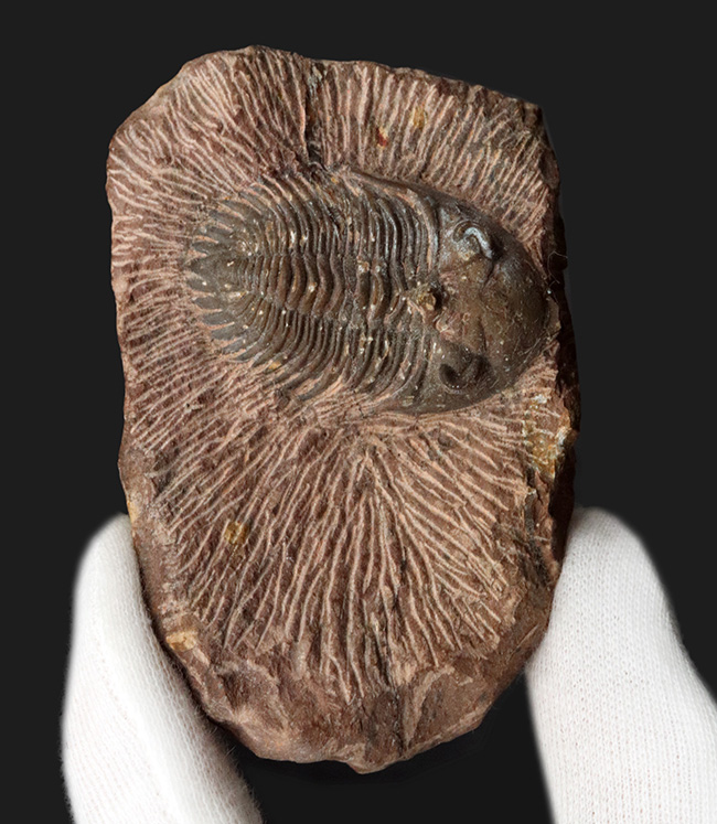 複眼のレンズまで確認可能！モロッコ産のデボン紀の三葉虫、メタカンティナ（Metacanthina）の上質化石（その2）