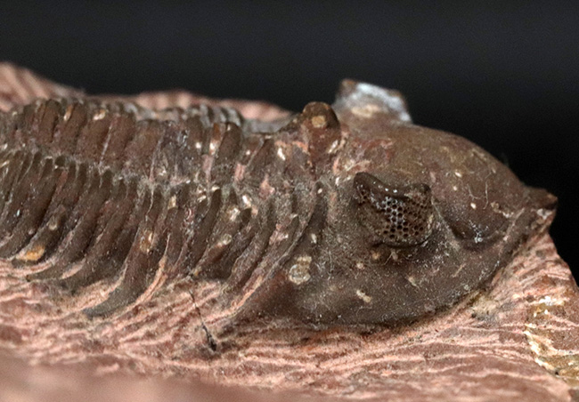 複眼のレンズまで確認可能！モロッコ産のデボン紀の三葉虫、メタカンティナ（Metacanthina）の上質化石（その4）