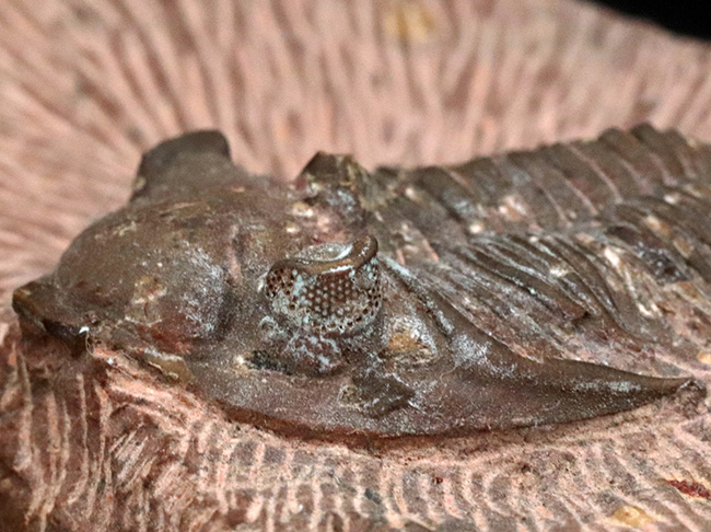 複眼のレンズまで確認可能！モロッコ産のデボン紀の三葉虫、メタカンティナ（Metacanthina）の上質化石（その5）