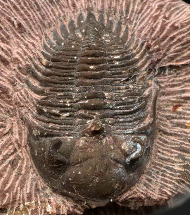 複眼のレンズまで確認可能！モロッコ産のデボン紀の三葉虫、メタカンティナ（Metacanthina）の上質化石（その6）