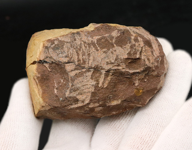 複眼のレンズまで確認可能！モロッコ産のデボン紀の三葉虫、メタカンティナ（Metacanthina）の上質化石（その7）