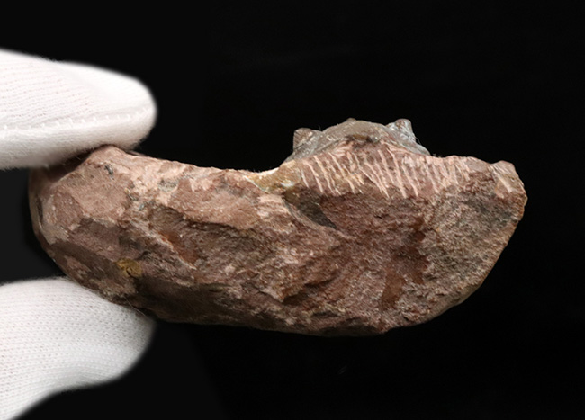 複眼のレンズまで確認可能！モロッコ産のデボン紀の三葉虫、メタカンティナ（Metacanthina）の上質化石（その8）