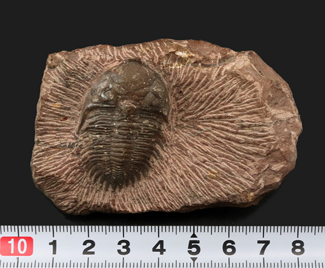 複眼のレンズまで確認可能！モロッコ産のデボン紀の三葉虫、メタカンティナ（Metacanthina）の上質化石（その9）