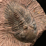 複眼のレンズまで確認可能！モロッコ産のデボン紀の三葉虫、メタカンティナ（Metacanthina）の上質化石