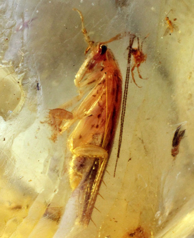 １００円玉とそう変わらない大きさの立派なバッタ目の虫が内包されたマダガスカル産コーパル(Copal）。クモやハエ目の虫も。（その1）