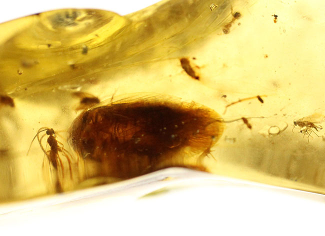 １００円玉とそう変わらない大きさの立派なバッタ目の虫が内包されたマダガスカル産コーパル(Copal）。クモやハエ目の虫も。（その5）