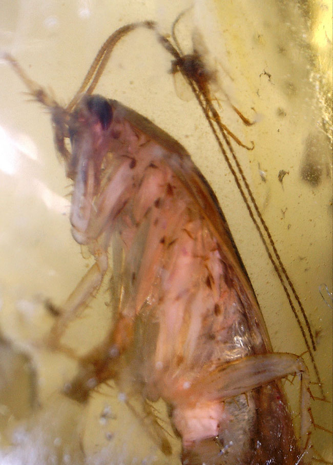１００円玉とそう変わらない大きさの立派なバッタ目の虫が内包されたマダガスカル産コーパル(Copal）。クモやハエ目の虫も。（その9）