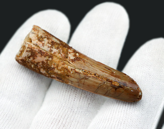 1億年前の北アフリカの主、海辺のキング、恐竜、スピノサウルス(Spinosaurus)の歯化石(その2)